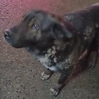 2度の事故に遭い「痛みを抱えていた犬」　手術を乗り越え新しい家族のもとで幸せに