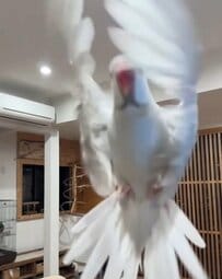 【空中追いかけっこするインコ】「待ってぇぇぇぇぇ！」インコが大好きなインコによる「空中で追いかけっこ」動画に驚愕！