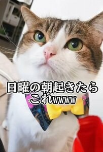 【猫飼いさんあるある】日曜の朝にガン見してくる猫ちゃん…訴えの内容に思わず共感