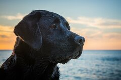 元保護犬が幸せに暮らせるニュージーランド、引き取るときの厳しい条件とは