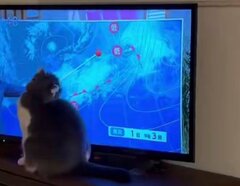 「猫あるある」テレビ画面の指示棒に夢中！懸命に捕まえようとする姿にほっこり