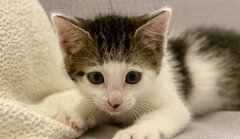 美容師のワザ？子猫の【髪型の変化】2年後の姿が話題「木村カエラさん？」