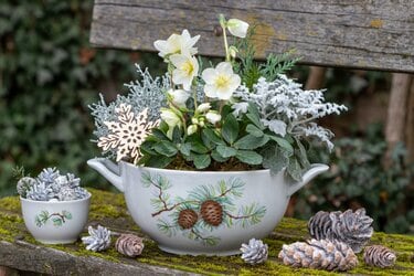 クリスマスローズと相性抜群！日陰の玄関を彩る【センスのいい寄せ植え