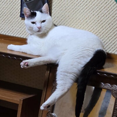 お気に入りの場所で足を投げ出すチロちゃん