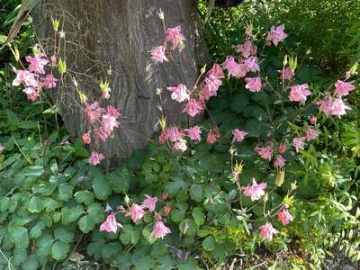 假屋崎省吾のAmeba公式ブログ投稿