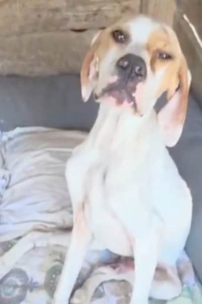 出所：@<u><a href="https://www.instagram.com/p/DZITNqjFDKG/" target="_blank">greekanimalrescue</a></u>