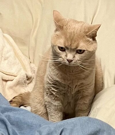 丸いフォルムがかわいいつなくん