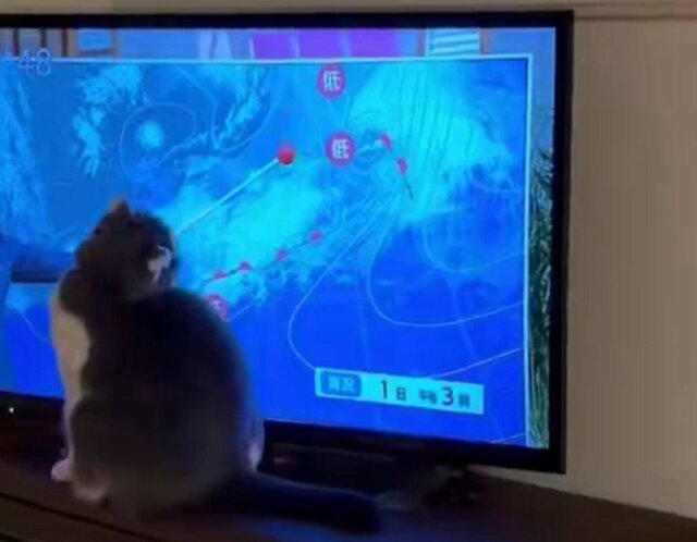 「猫あるある」テレビ画面の指示棒に夢中！懸命に捕まえようとする姿にほっこり