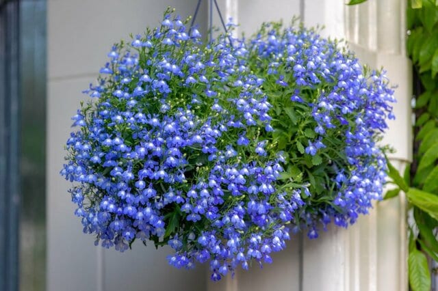 玄関華やぐ「ふんわり吊るして楽しむ」春の花3選　ハンギングにおすすめの「一年草・多年草」