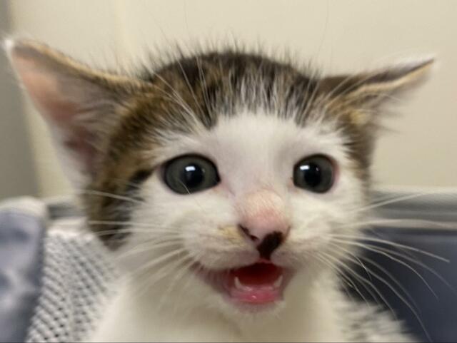 前髪柄の子猫と家族になって4年　子猫時代の様子に悶絶の声