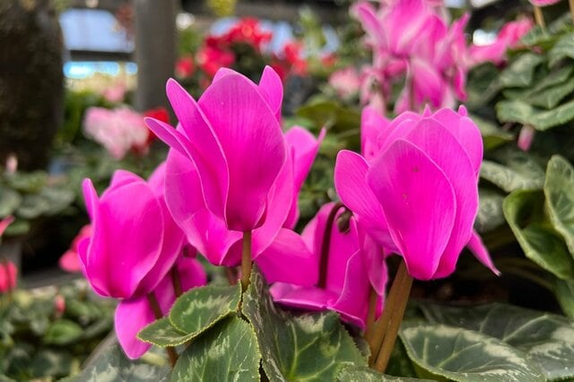 ひっくり返ったまま放置されたシクラメンの植木鉢　「1年後のまさかの変化」に驚きの声が続出