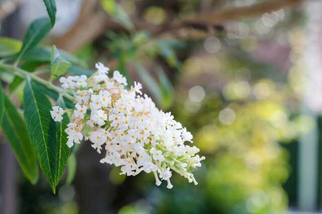 植えっぱなしで夏～秋ずっと涼しげな花が咲く【暑さに強い小低木】3選！いい香りの花が咲く木も