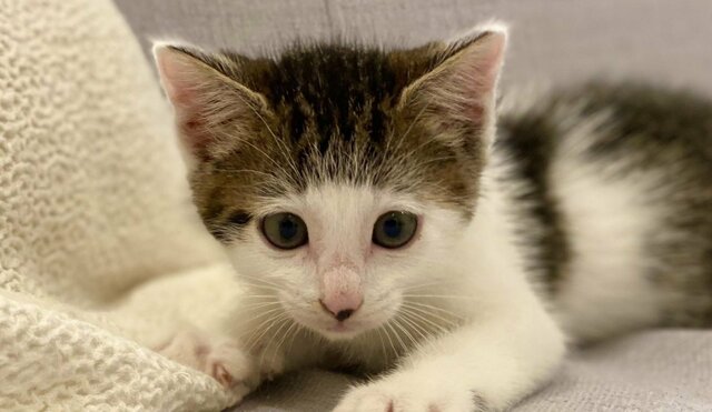 美容師のワザ？子猫の【髪型の変化】2年後の姿が話題「木村カエラさん？」