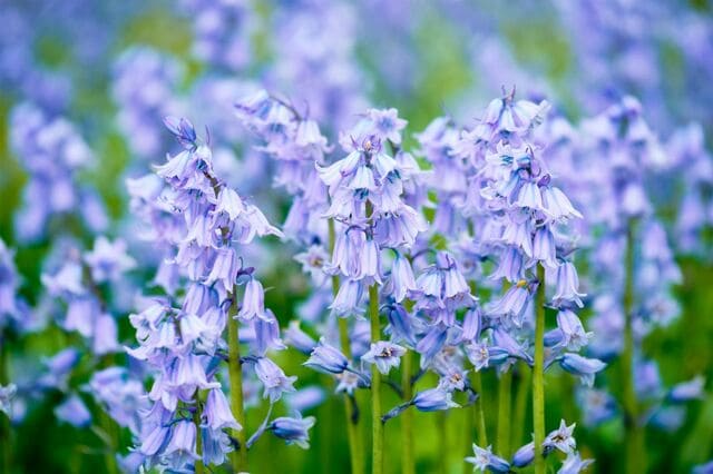 【玄関先にひと鉢】初夏に咲く釣り鐘型の花が美しい〈多年草・小低木〉3選