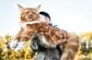 「メインクーン」を抱っこしているみたい！フェリシモクラファンの『等身大の猫ぬいぐるみ』は猫好き必見！全長100cm