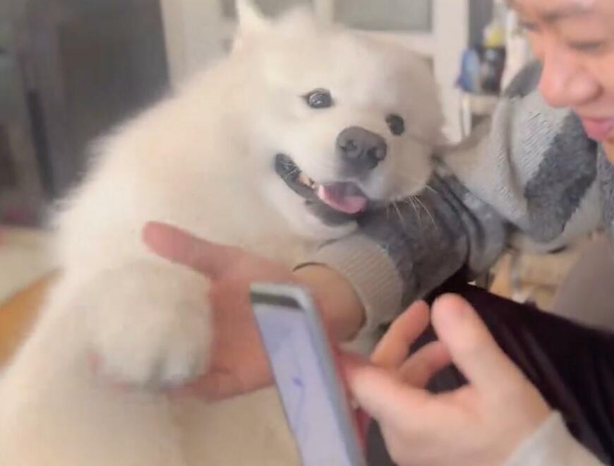 出所：@samoedsoran