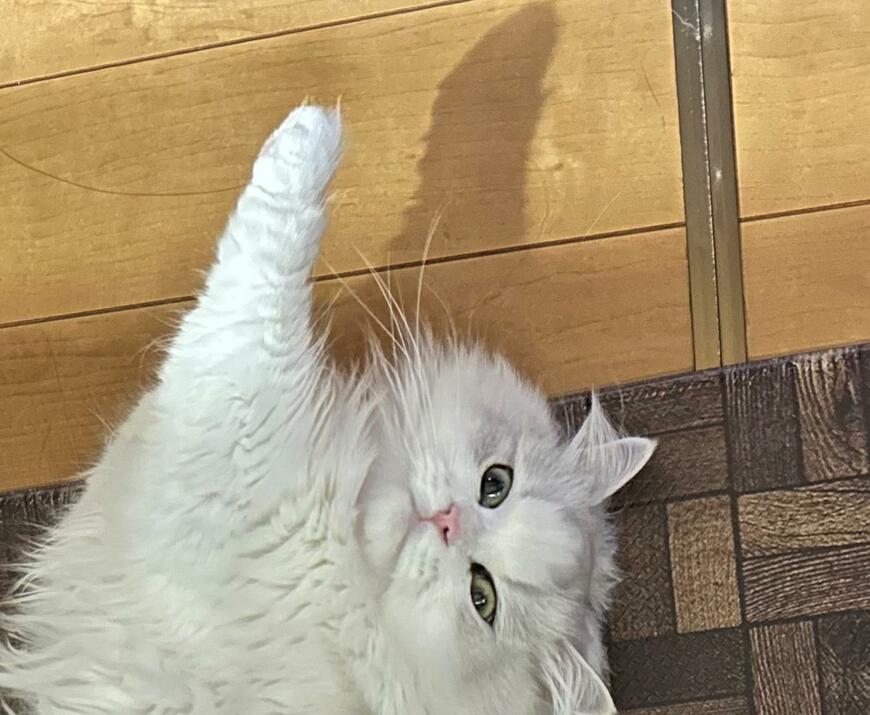 出所：@NEKOLAND13