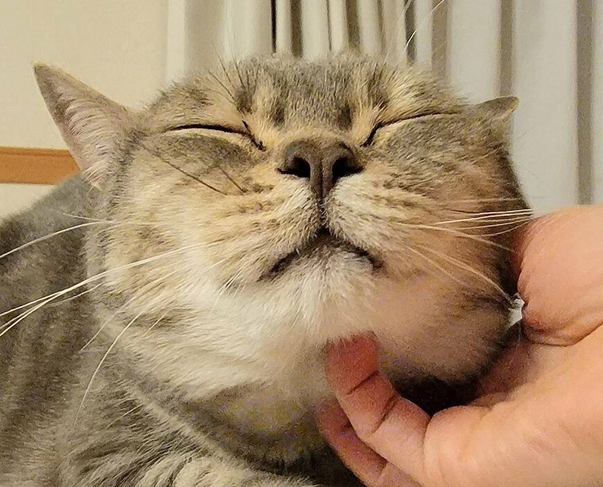 出所：@nekotansoku