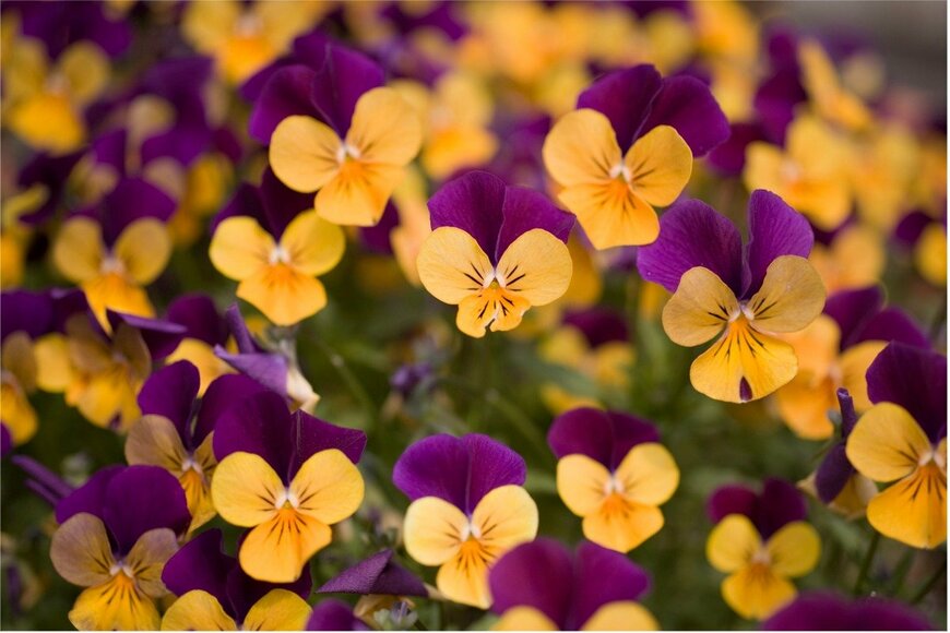 gyro/istockphoto.com