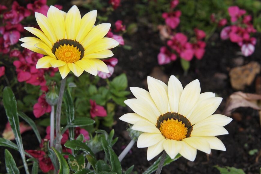 Rubel9974/Shutterstock.com