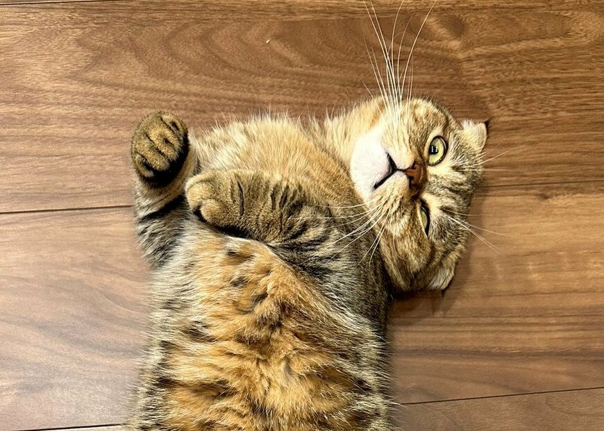 出所：@ponpokopontanu