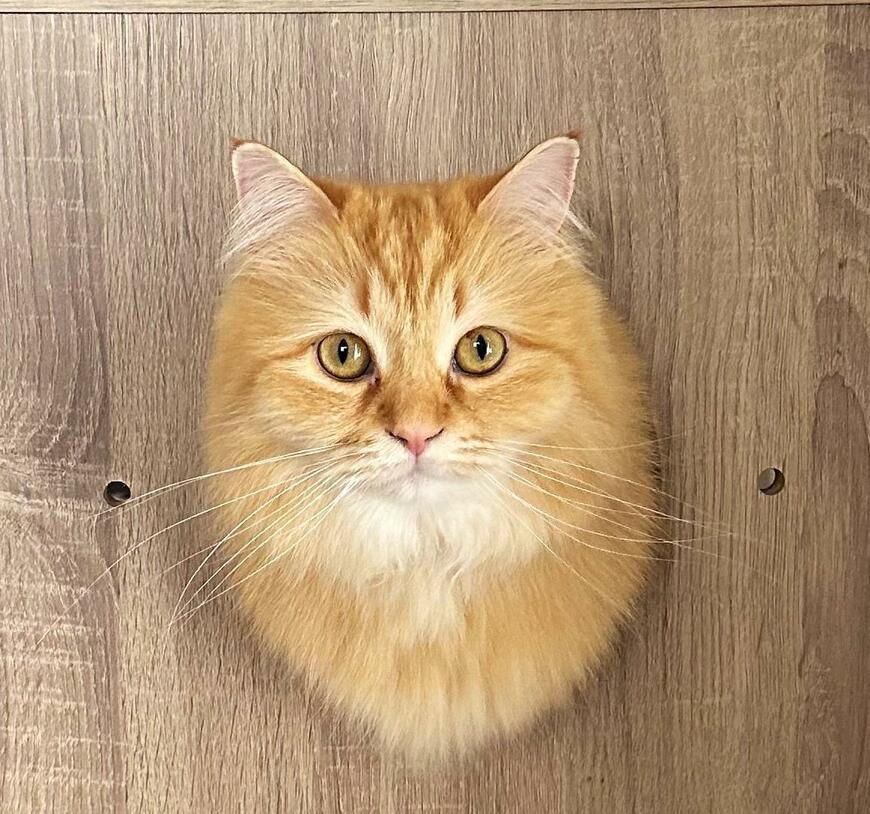 出所：@NEKOLAND13