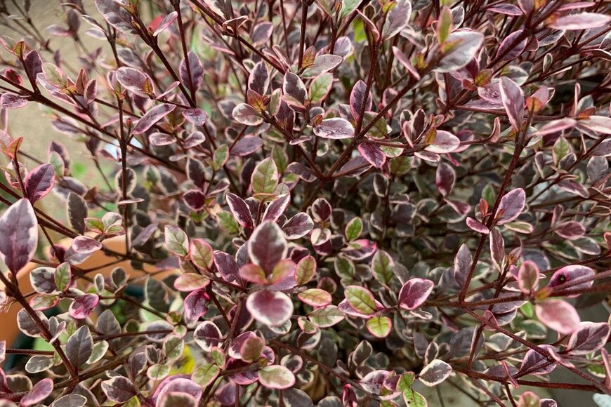 Joe Kuis /shutterstock.com