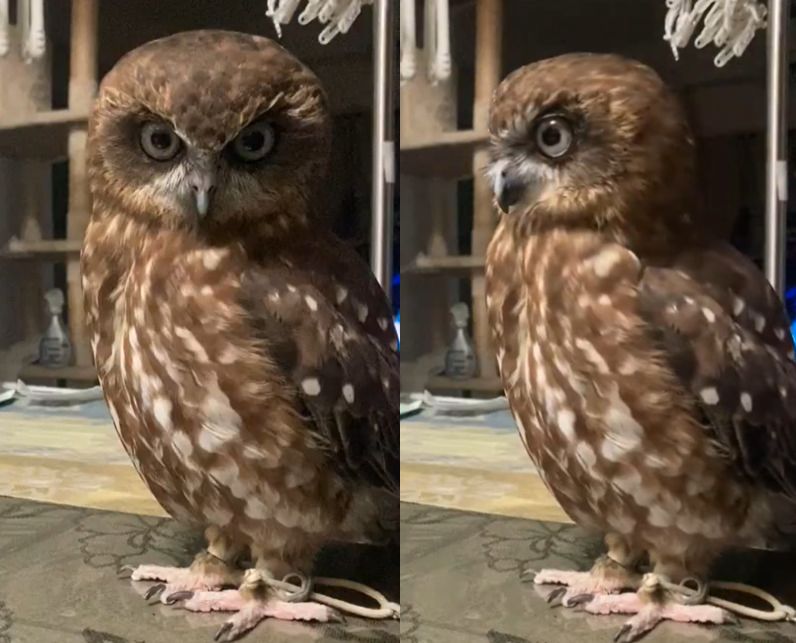 出所：@nuts3_kainushi