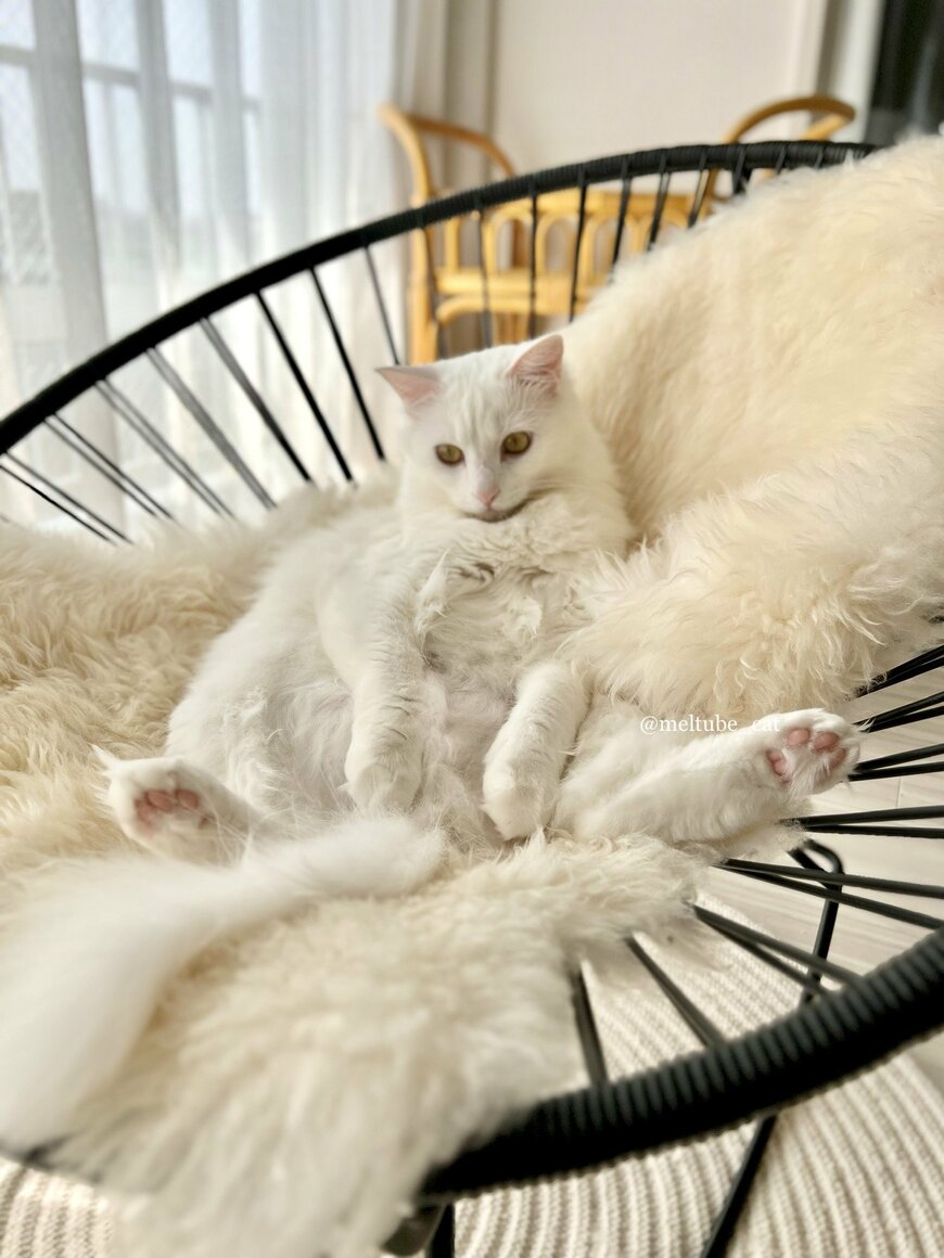 出所：@meltube_cat