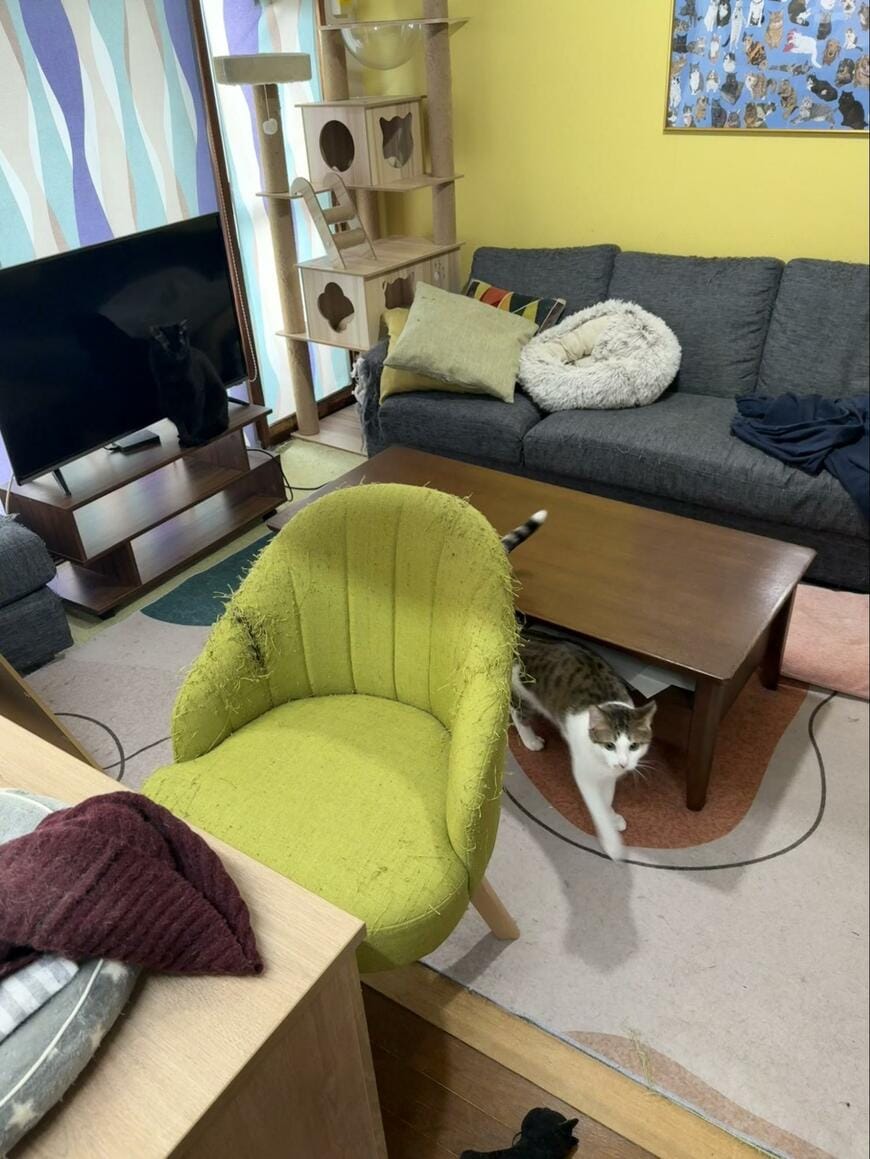 【黒猫を探せ】難解な写真が話題！「答えを見てもわかりにくい」！？