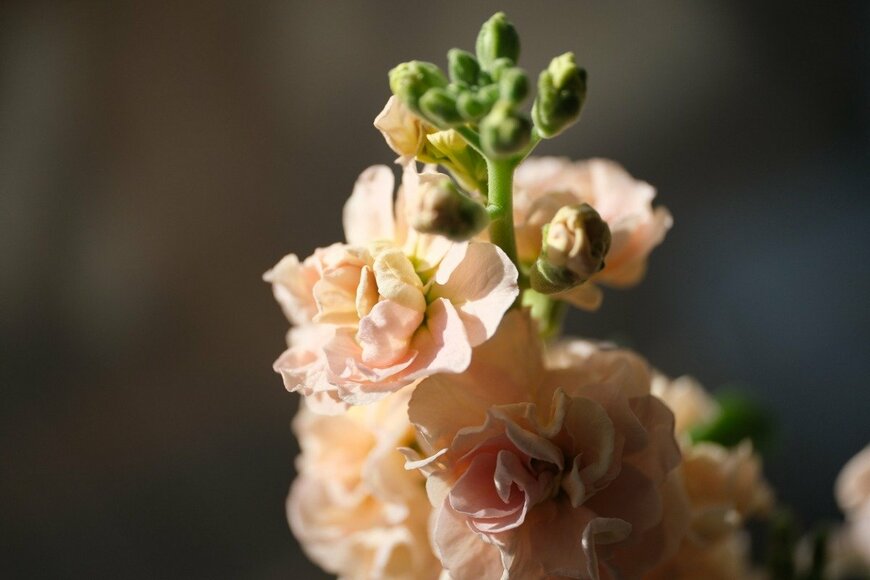 Anwarabee/istockphoto.com