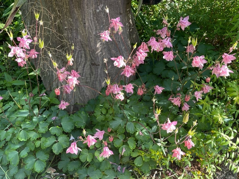 出所：假屋崎省吾のAmeba公式ブログ　参照日：2026-04-22