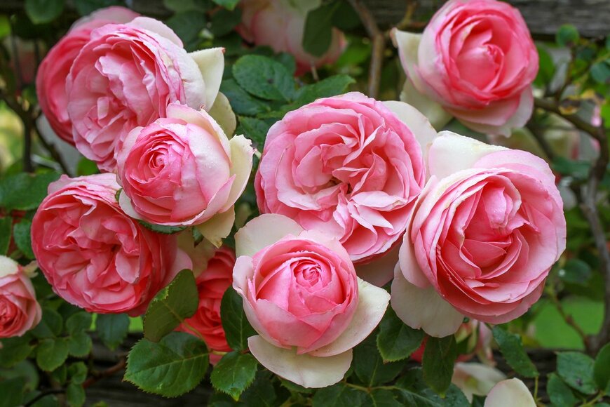 Gary Matuschka/istockphoto.com