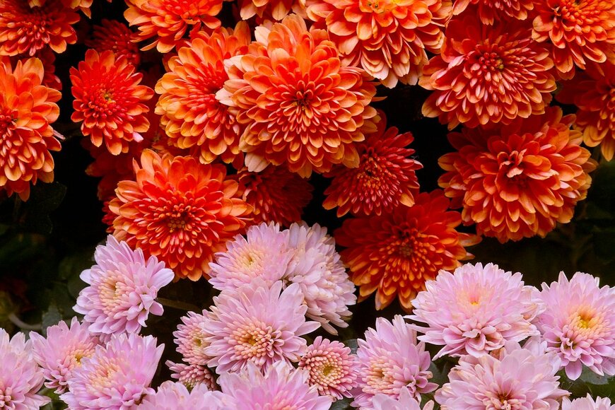 Ole Schoener/shutterstock.com