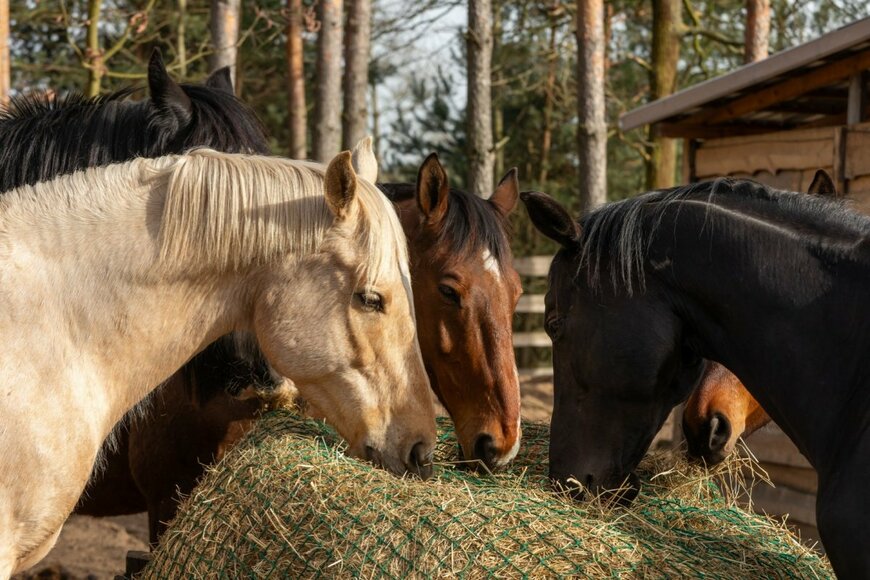 ご飯の圧をかける3頭の馬　紛れていたまさかの生物がかわいい