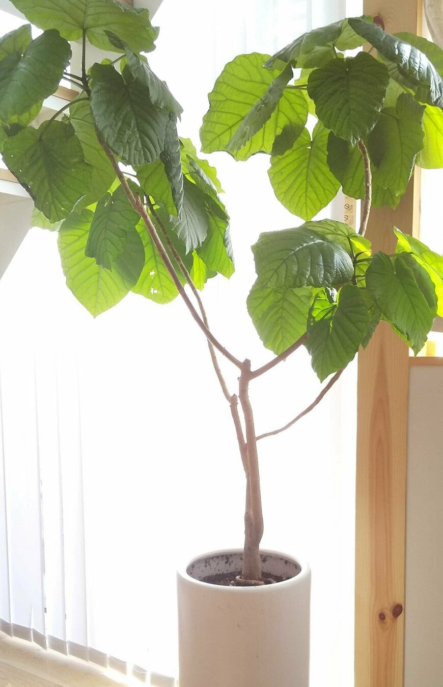 何度も枯れかけたウンベラータ。10年以上かけ、150センチほどに成長。（筆者撮影）