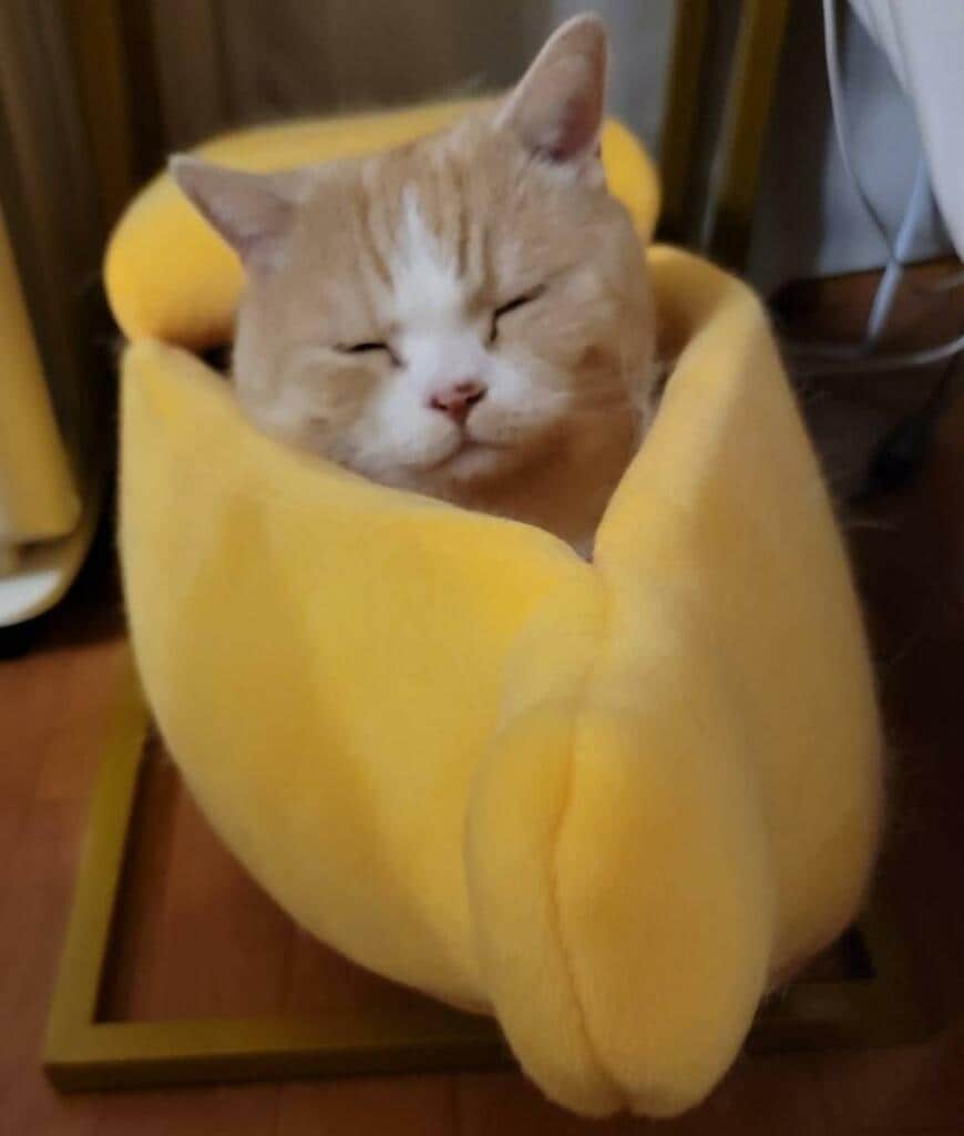 出所：@nekotansoku