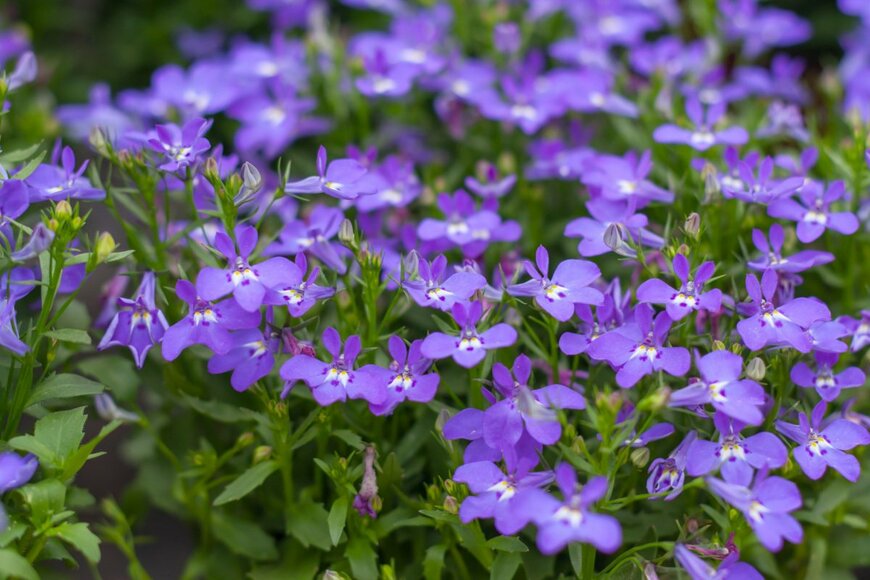 ASGOLD/shutterstock.com