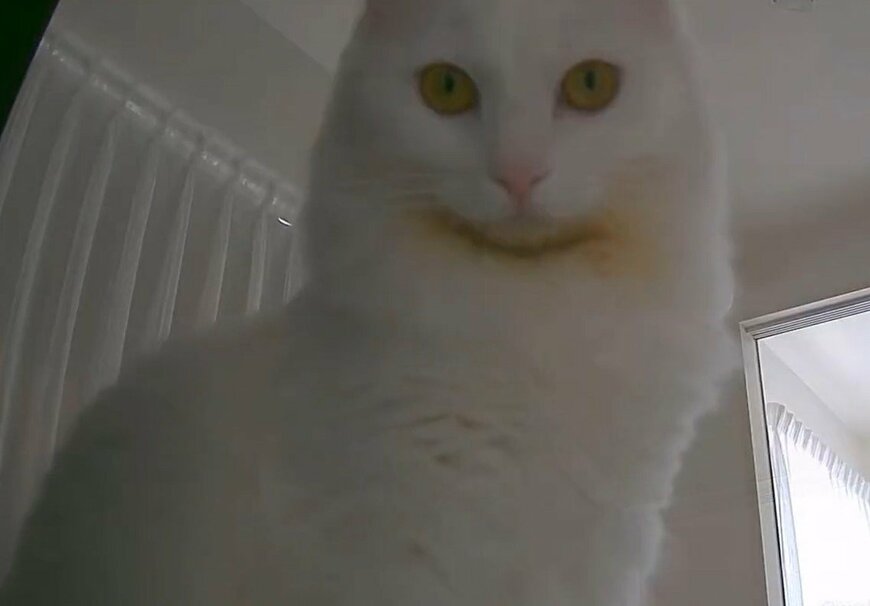 出所：@meltube_cat