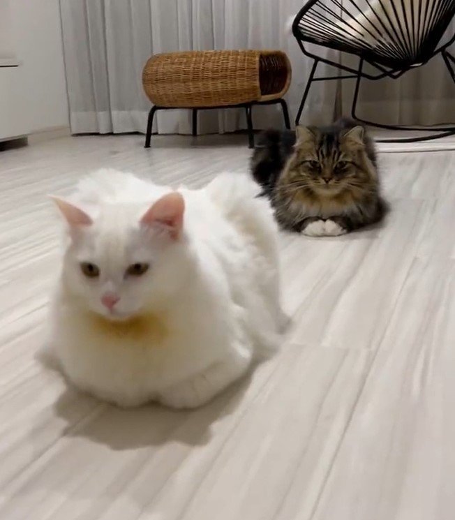 出所：@meltube_cat