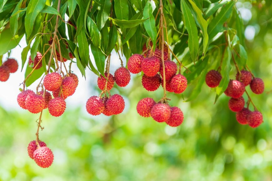 Eak-karach Jamtung/shutterstock.com