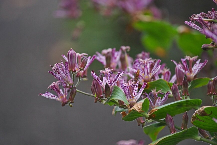 igaguri_1/istockphoto.com