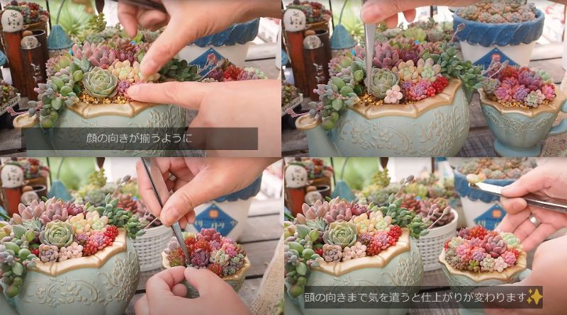 出所：@oliveandsucculentgarden