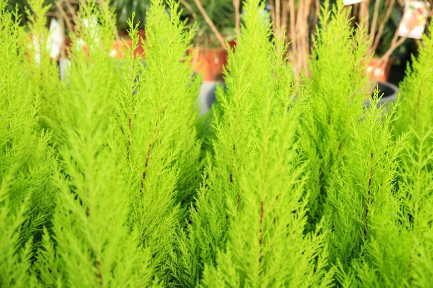 Sonia Bonet/shutterstock.com