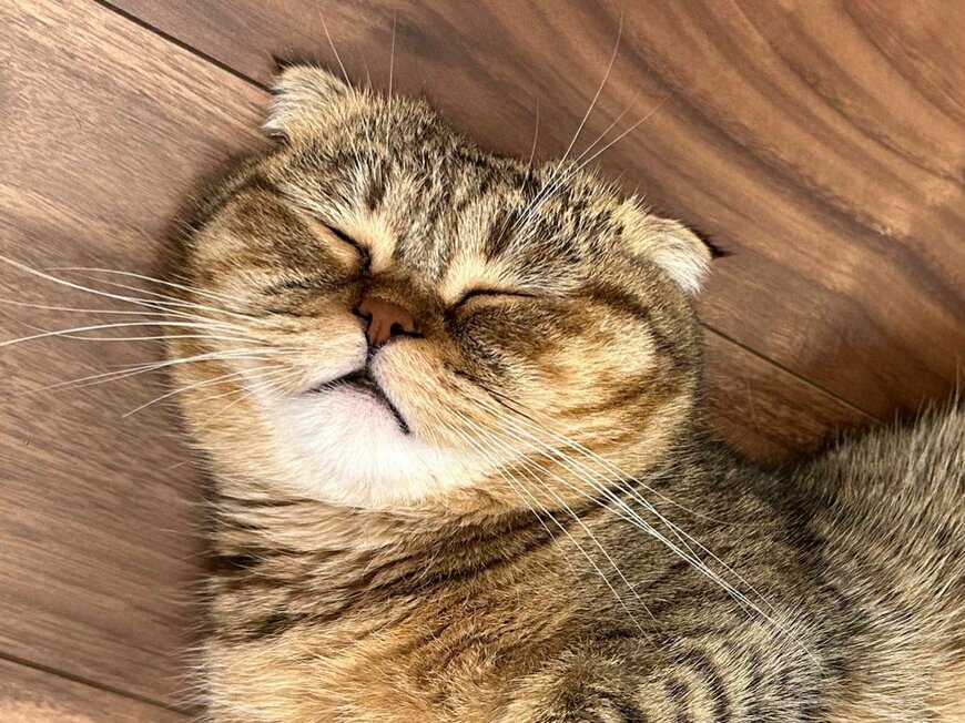 出所：@ponpokopontanu