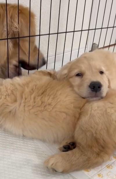 出所：@pu_channeldesu