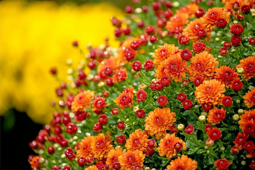 Ganna STRYZHEKIN/istockphoto.com