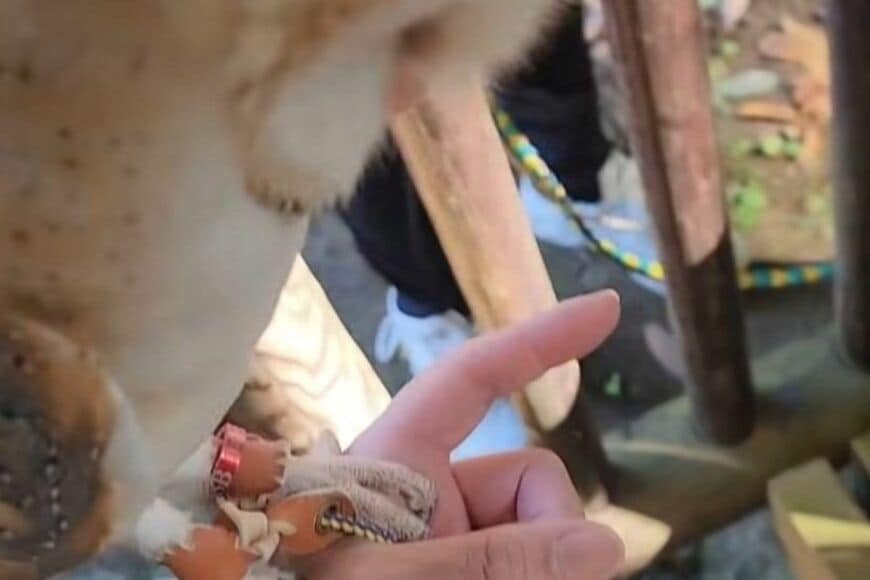 【目にもとまらぬ速さ】バッグが大好きなフクロウさん　キャリーを見つけた瞬間…素早い行動に思わず二度見