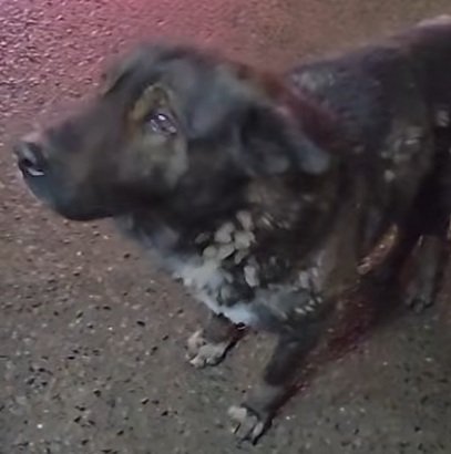 2度の事故に遭い「痛みを抱えていた犬」　手術を乗り越え新しい家族のもとで幸せに