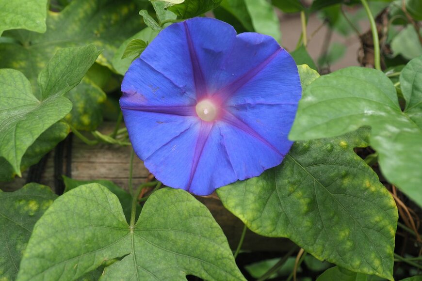 Rachel Sawyer/Shutterstock.com